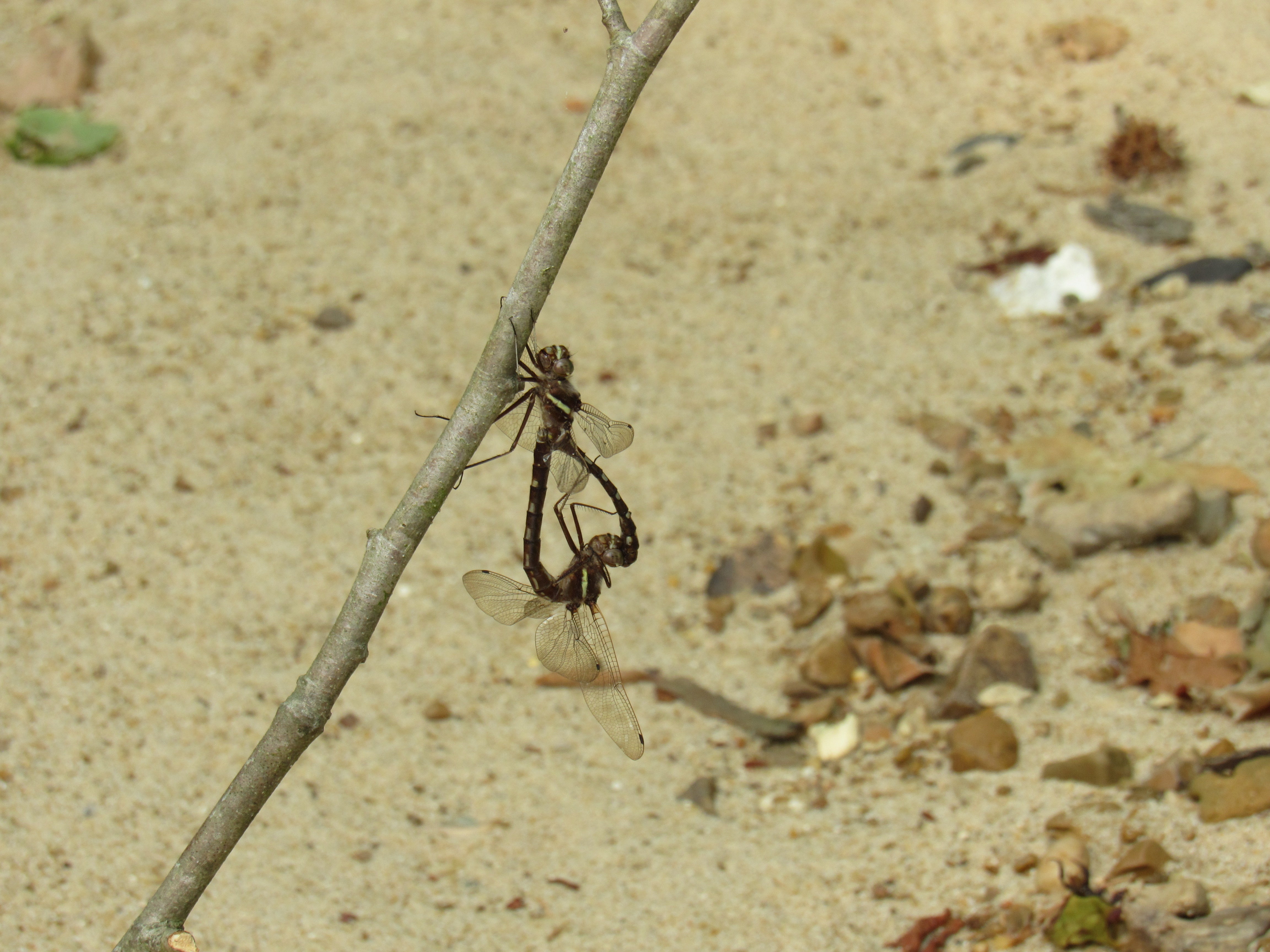 Mating dragonflies hanging from scouring rush plant 